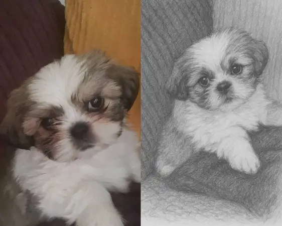 Click Here To Enlarge This Photo Of Pet Portrait