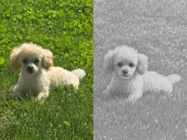 Click Here To Enlarge This Photo Of Pet Portrait