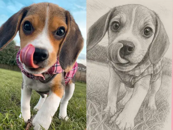 Click Here To Enlarge This Photo Of Pet Portrait