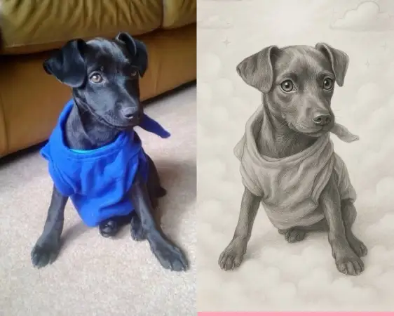 Click Here To Enlarge This Photo Of Pet Portrait