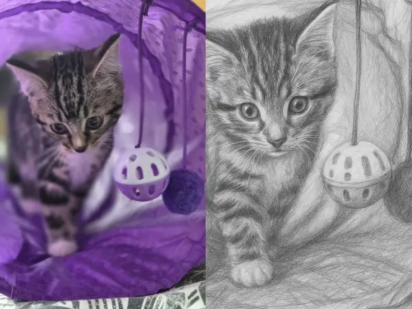 Click Here To Enlarge This Photo Of Pet Portrait